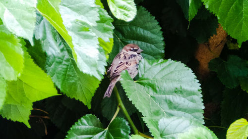 Close-up of bird perching on tree