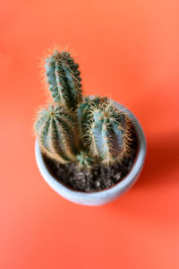 Close-up of cactus flower pot