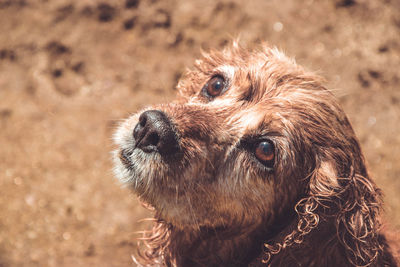 Close-up of dog looking away