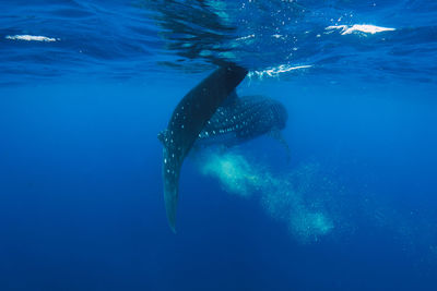 Low section of man swimming in sea