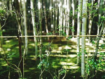 Close-up of bamboo plants in forest