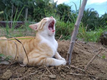 View of a cat lying on land