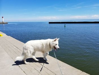 View of dog by sea against sky