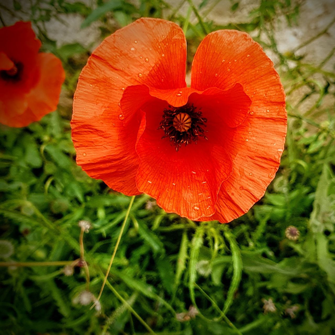 CLOSE-UP OF ORANGE POPPY ON RED FLOWER