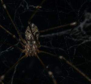 Close-up of spider and web