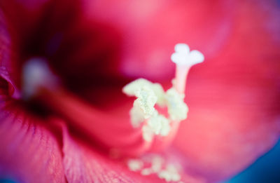 Close-up of pink rose flower