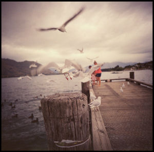 Seagull flying over wooden post on beach