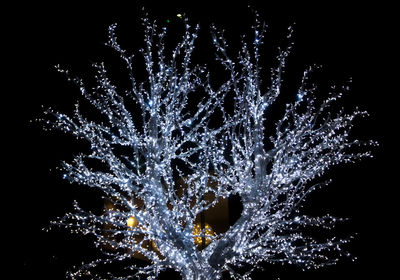 Firework display over black background