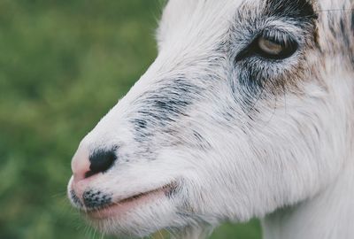 Close-up of goat outdoors