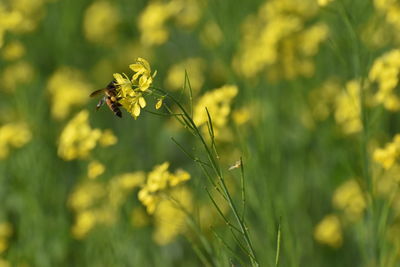 Close-up of insect on yellow flower