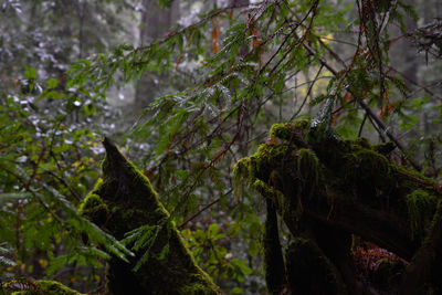 Close-up of wet tree in forest