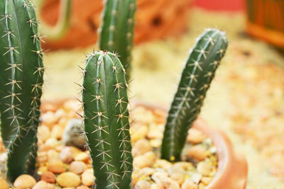 Close-up of succulent plant
