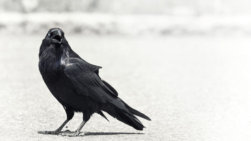 Close-up of bird perching