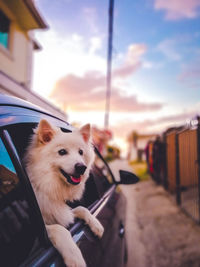 Dog in a car