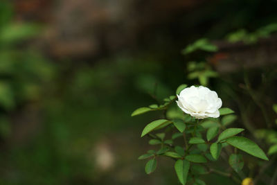Close-up of white flower blooming outdoors