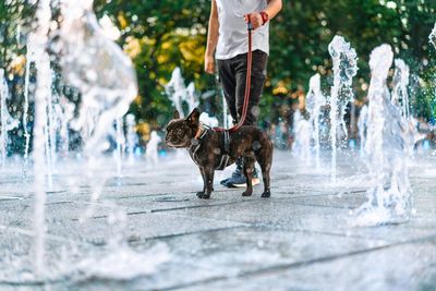 Low section of person with french bulldog dog cooling in fountain water