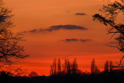 Silhouette trees against orange sky during sunset