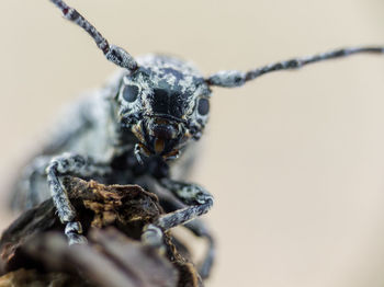 Close-up of spider on wood