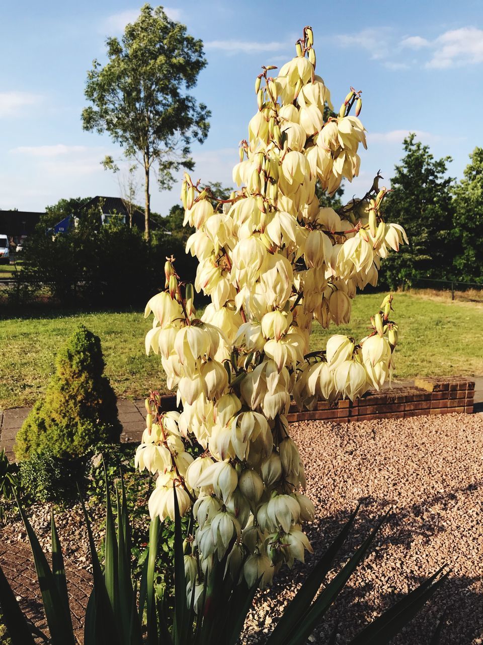 CLOSE-UP OF YELLOW FLOWERING PLANT IN FIELD