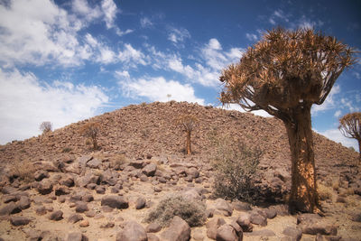Low angle view of trees on rock against sky