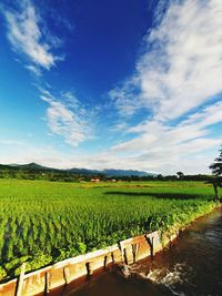 Scenic view of vineyard against sky