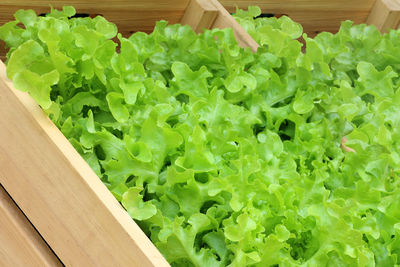 High angle view of chopped vegetables in container