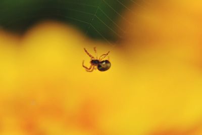 Close-up of spider on web