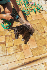 High angle view of dog sitting on floor