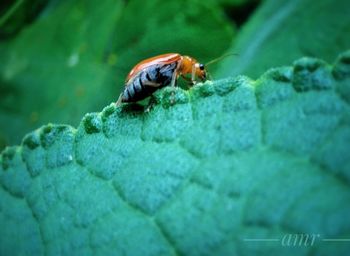 Close-up of insect on leaf