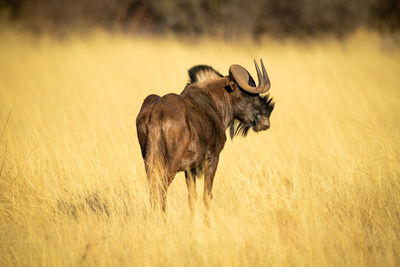 Black wildebeest stands in grass turning head