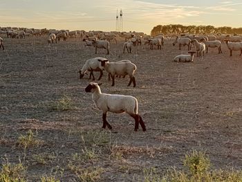 Sheep grazing in a field