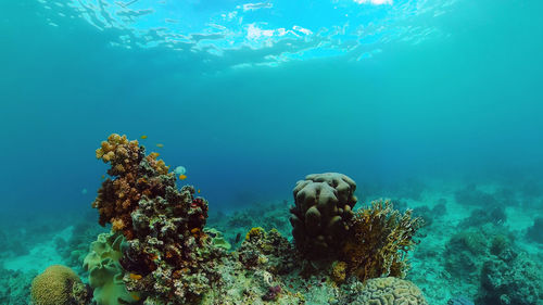 Tropical fishes and coral reef, underwater footage. seascape under water. panglao, bohol