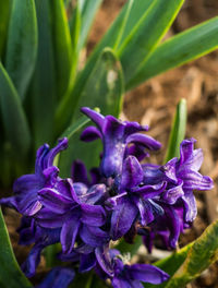 Close-up of purple flowers blooming