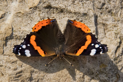 Close-up of butterfly