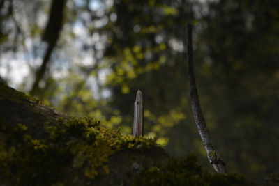 Close up of tree trunk