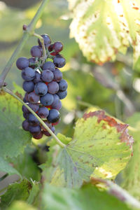 Close-up of grapes growing in vineyard