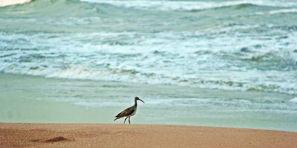 Bird on beach