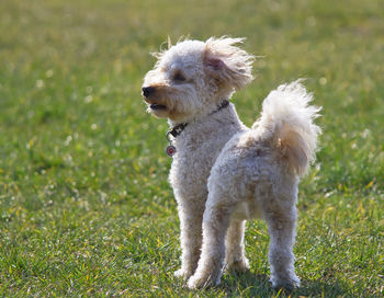 Dog on grassy field