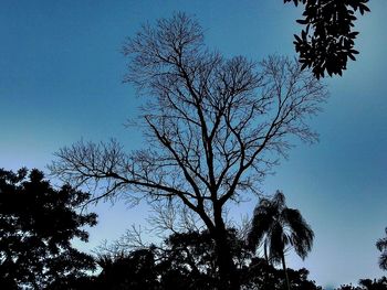 Low angle view of bare trees against blue sky