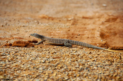 Close-up of lizard on land