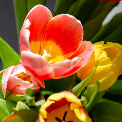 Close-up of yellow tulip