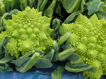 Close-up of romanesco cauliflowers