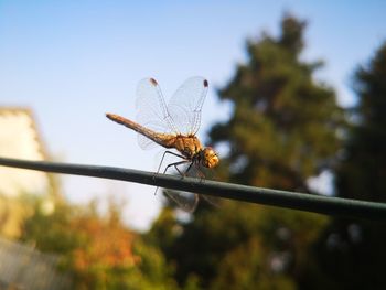 Close-up of dragonfly on plant against sky