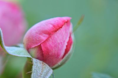 Close-up of pink flower bud