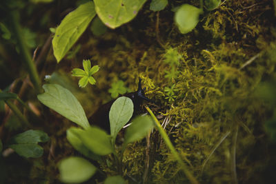 Close-up of insect on plant