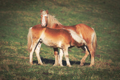 Horse grazing on field