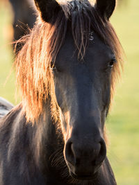 Close-up view of horse