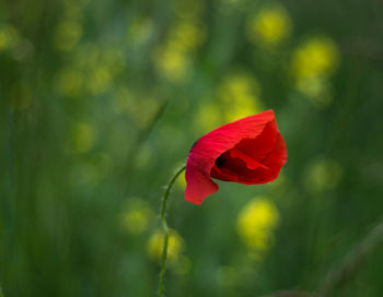 Close-up of red poppy rose
