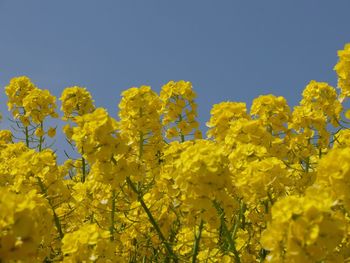 Low angle view of flowers against clear sky