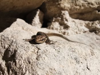 Close-up of lizard on rock
